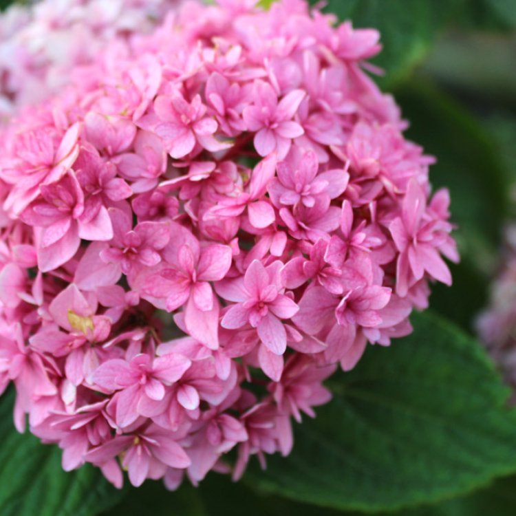 Hortenzia kalinolistá (Hydrangea macrophylla) ´PERFECTION® (You & Me)´ - výška 20-30 cm, Ø 20-30 cm, kont. C3L